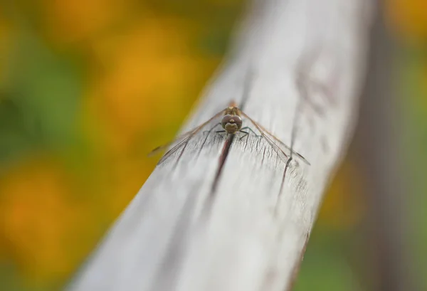 夏に公園の木の棒に小さなトンボ — ストック写真