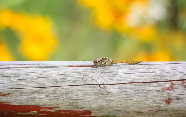 Kleine Libelle Auf Holzstab Sommer Einem Park — Stockfoto