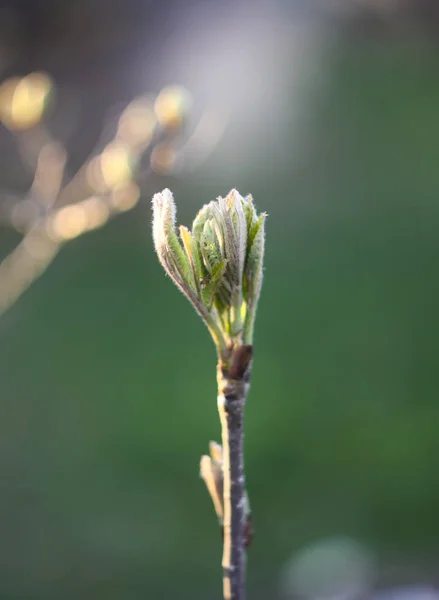 Branch of a tree in spring park — Stock Photo, Image