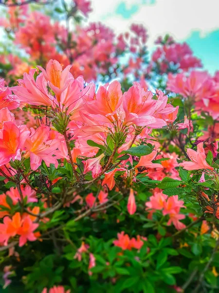 Hermosa Planta Rhododendron Con Flores Fragantes Parque Primavera —  Fotos de Stock