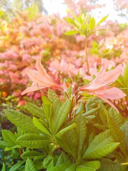 Bela Planta Rhododendron Com Flores Perfumadas Parque Primavera — Fotografia de Stock