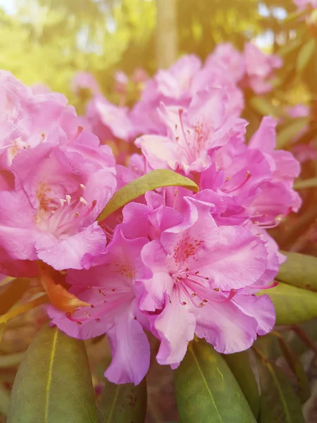 Piękne Rośliny Rhododendron Pachnące Kwiaty Parku Wiosny — Zdjęcie stockowe