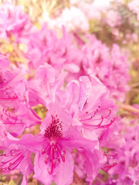Piękna Roślina Różanecznik Pachnące Kwiaty Różowe Parku Wiosny — Zdjęcie stockowe