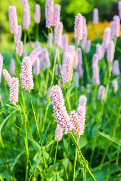 Zomer Landschap Met Decoratieve Tuin Roze Bloemen Zonlicht — Stockfoto