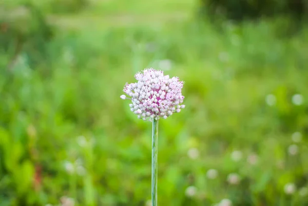 Česneková rostlina kvete v letní zahradě — Stock fotografie