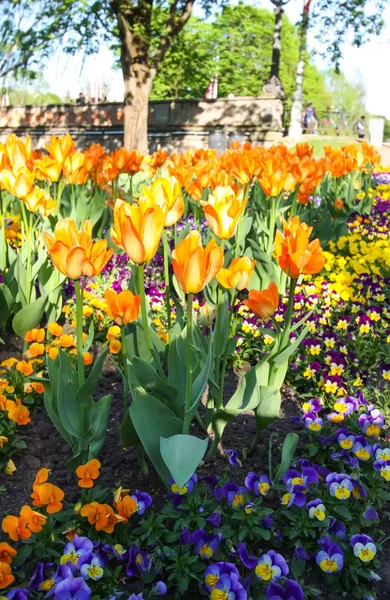 Schöne Gartenblumen Leuchtende Tulpen Blühen Frühlingspark Stadtlandschaft Mit Dekorativen Pflanzen — Stockfoto