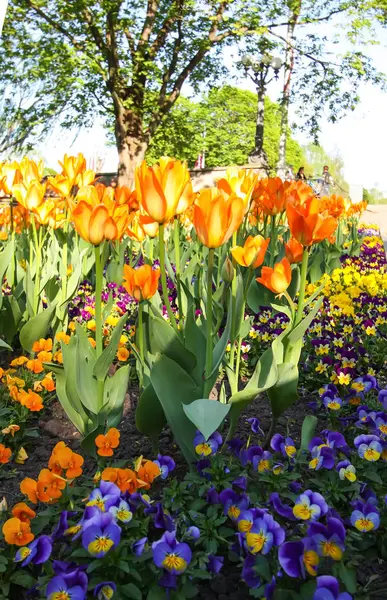 Schöne Gartenblumen Leuchtende Tulpen Blühen Frühlingspark Stadtlandschaft Mit Dekorativen Pflanzen — Stockfoto