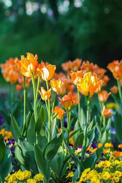 Hermosas Flores Jardín Tulipanes Brillantes Floreciendo Parque Primavera Paisaje Urbano —  Fotos de Stock