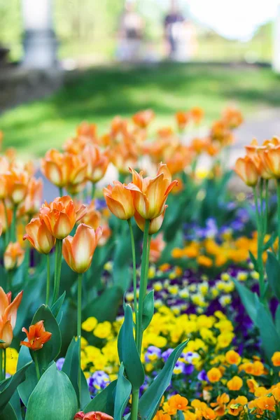 Schöne Gartenblumen Leuchtende Tulpen Blühen Frühlingspark Stadtlandschaft Mit Dekorativen Pflanzen — Stockfoto