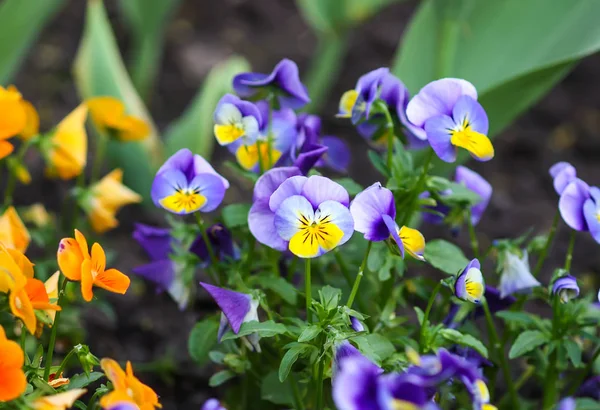 Beautiful Garden Flowers Multicolored Pancies Spring Park — ストック写真