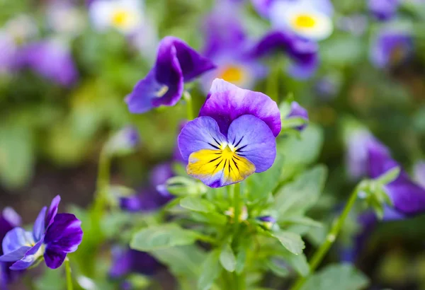 Beautiful Garden Flowers Multicolored Pancies Spring Park — ストック写真