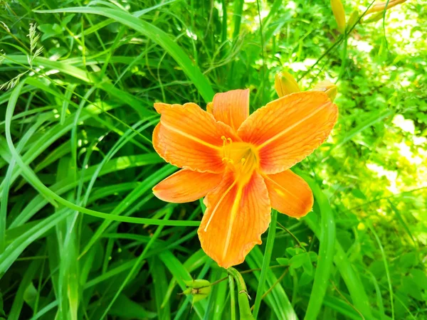Krásné zahradní květiny. Oranžové lilie. — Stock fotografie