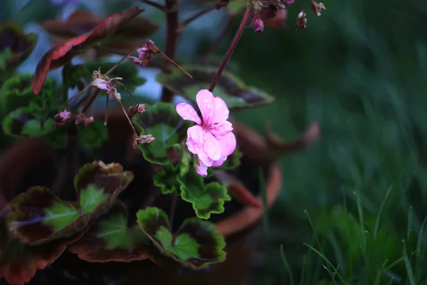 Belles fleurs de jardin. Héranium rose . — Photo