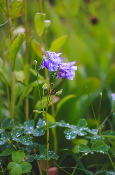 Beautiful garden flowers. Aquilegia plants. — Stock Photo, Image