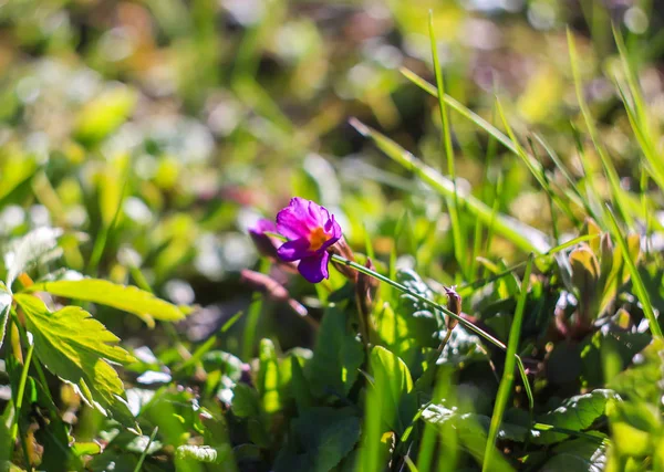 Hermosas flores de jardín. Primula púrpura . — Foto de Stock