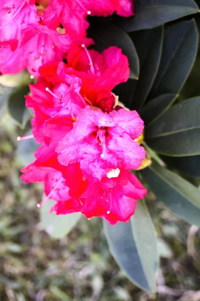 Rhododendronblüten — Stockfoto