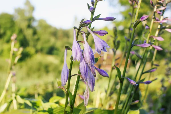 Schöne Gartenblumen Dekorative Blauglocken — Stockfoto