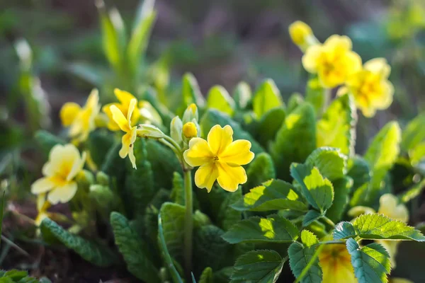 Tavaszi Sárga Primula Virágok Virágzik Parkban — Stock Fotó