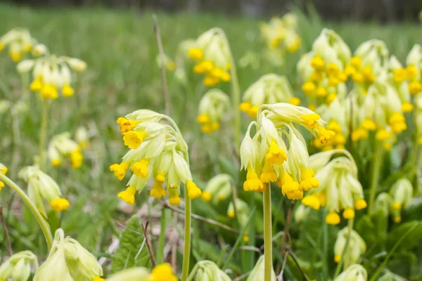 stock image Spring yellow primula flowers blooming in a park. Yellow Cowslip (Primula veris) plants.