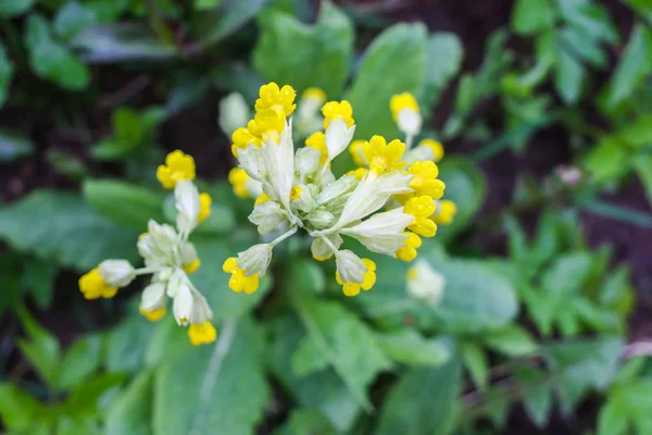 Jarní Žluté Květy Primuly Kvetou Parku Žluté Rostliny Cowslip Primula — Stock fotografie