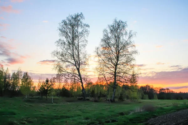 Jarní Krajina Venkově Krásný Západ Slunce Dubnu Dvě Břízy Poli — Stock fotografie