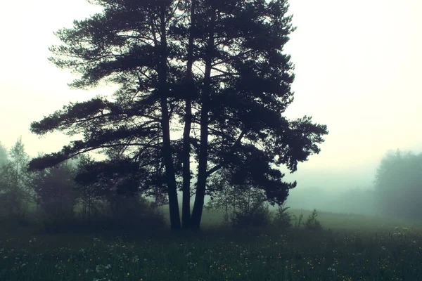 Trees in a fog — Stock Photo, Image