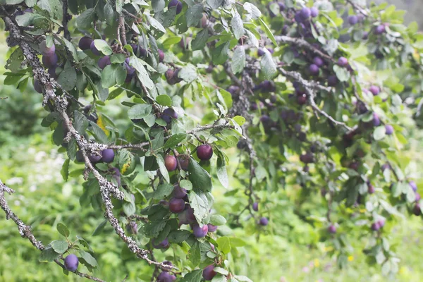 Ciruela Con Frutos Maduros Las Ramas Jardín Verano — Foto de Stock