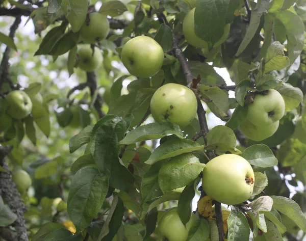 Manzanas Verdes Árbol Jardín — Foto de Stock