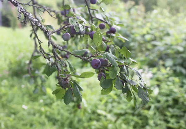 Pruimenboom Met Rijp Fruit Tuin — Stockfoto