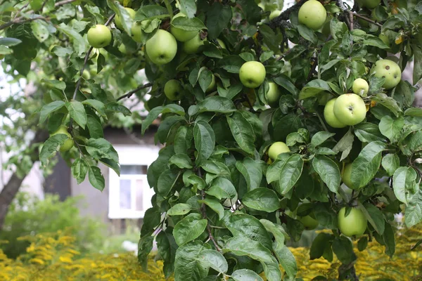 Manzanas Verdes Árbol Jardín — Foto de Stock