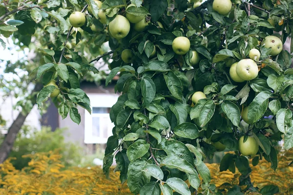 Zöld Almák Fán Kertben — Stock Fotó