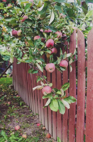 Manzanas Rojas Maduras Rama Del Manzano Jardín — Foto de Stock