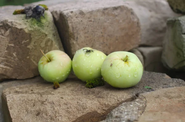 Three Green Apples Stones Garden — 스톡 사진