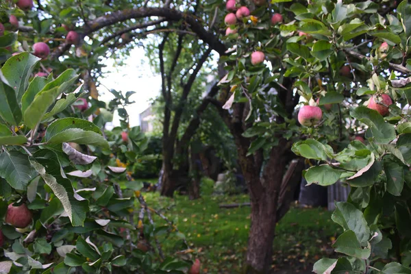 Pommes Rouges Mûres Sur Branche Pommier Dans Jardin — Photo