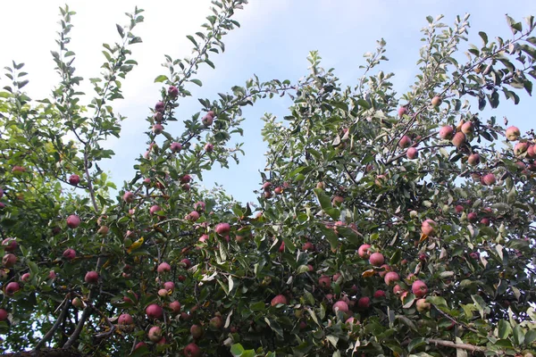 Pommes Rouges Mûres Sur Branche Pommier Dans Jardin — Photo