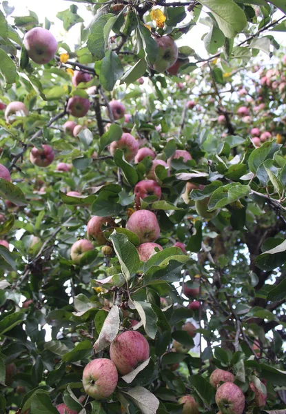 Dojrzałe Czerwone Jabłka Gałęzi Jabłoni Ogrodzie — Zdjęcie stockowe