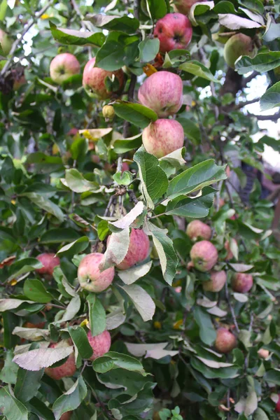 Manzanas Rojas Maduras Rama Del Manzano Jardín — Foto de Stock