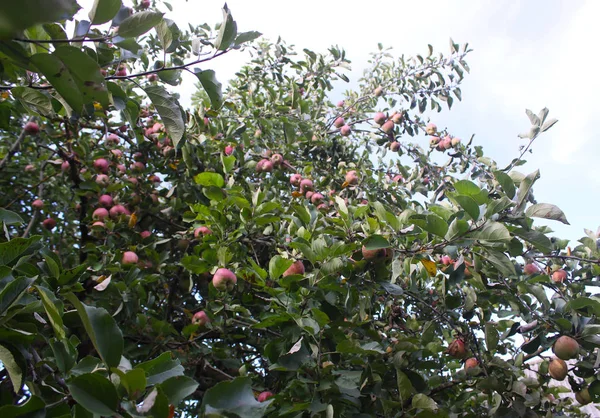 Pommes Rouges Mûres Sur Branche Pommier Dans Jardin — Photo