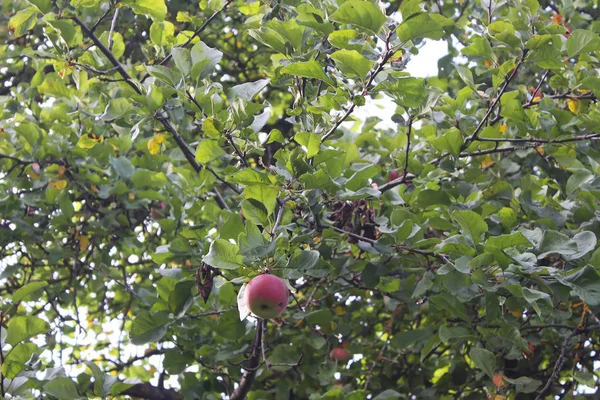 Dojrzałe Czerwone Jabłka Gałęzi Jabłoni Ogrodzie — Zdjęcie stockowe