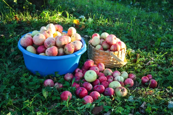 Červená Zralá Sladká Jablka Modrém Poháru Letní Zahradě — Stock fotografie