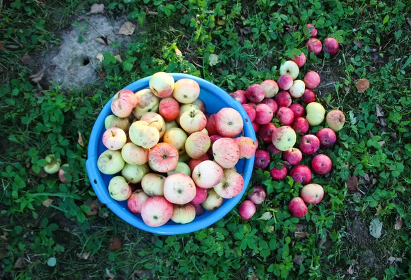 Červená Zralá Sladká Jablka Modrém Poháru Letní Zahradě — Stock fotografie