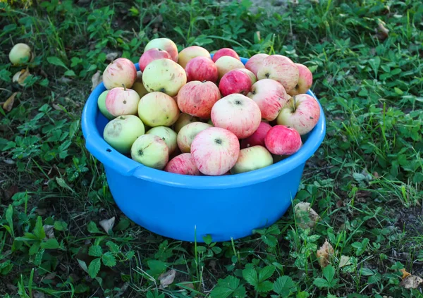 Rode Rijpe Zoete Appels Een Blauw Kopje Zomertuin — Stockfoto