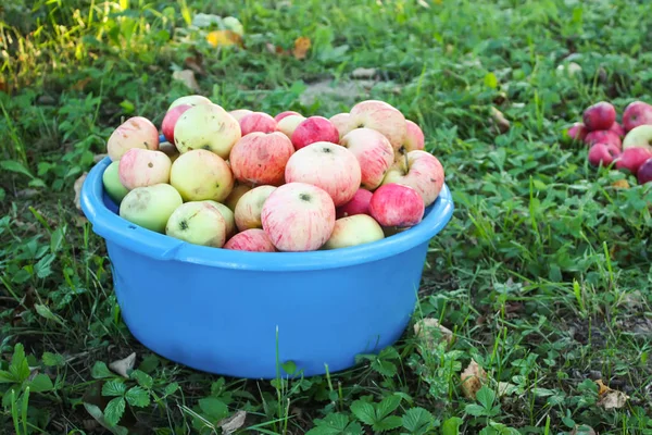 Rode Rijpe Zoete Appels Een Blauw Kopje Zomertuin — Stockfoto