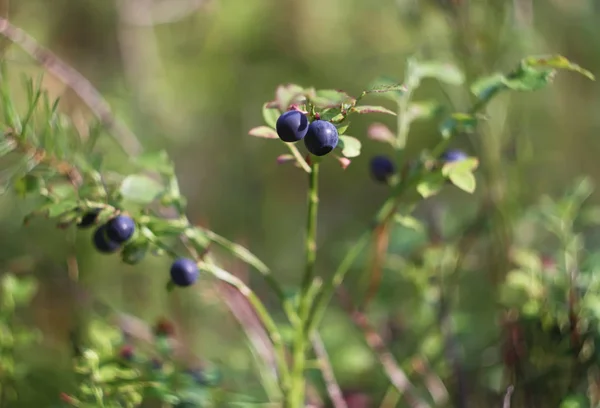 Gugusan Blueberry Matang Semak Blueberry — Stok Foto