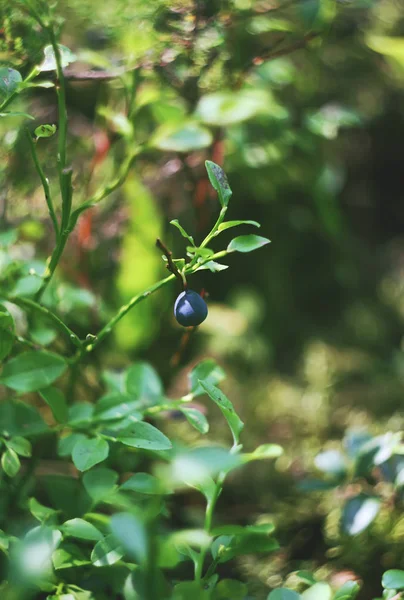 夏天在森林里种植成熟的新鲜蓝莓 — 图库照片