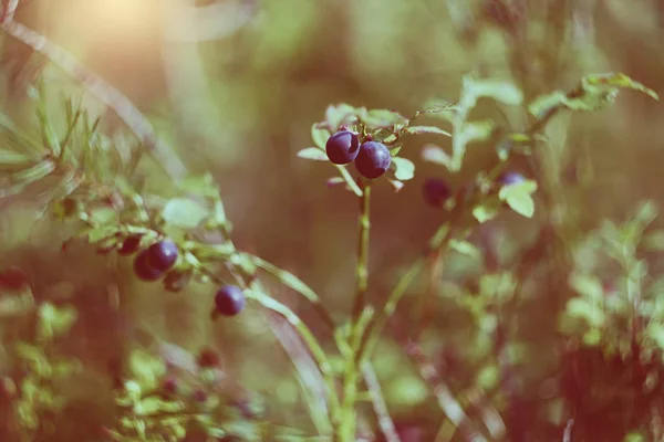 Ripe Fresh Blueberry Growing Forest Summer — Stock Photo, Image