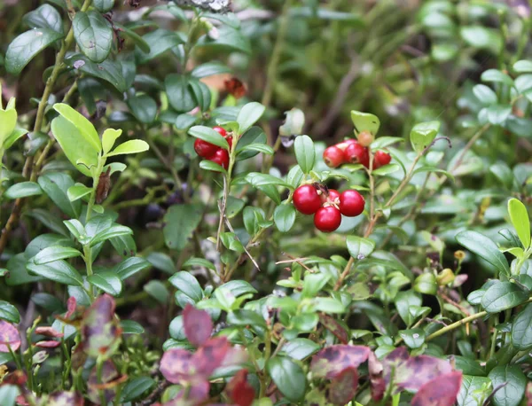 Ripe Red Cranberries Growing Forest Summer — 스톡 사진