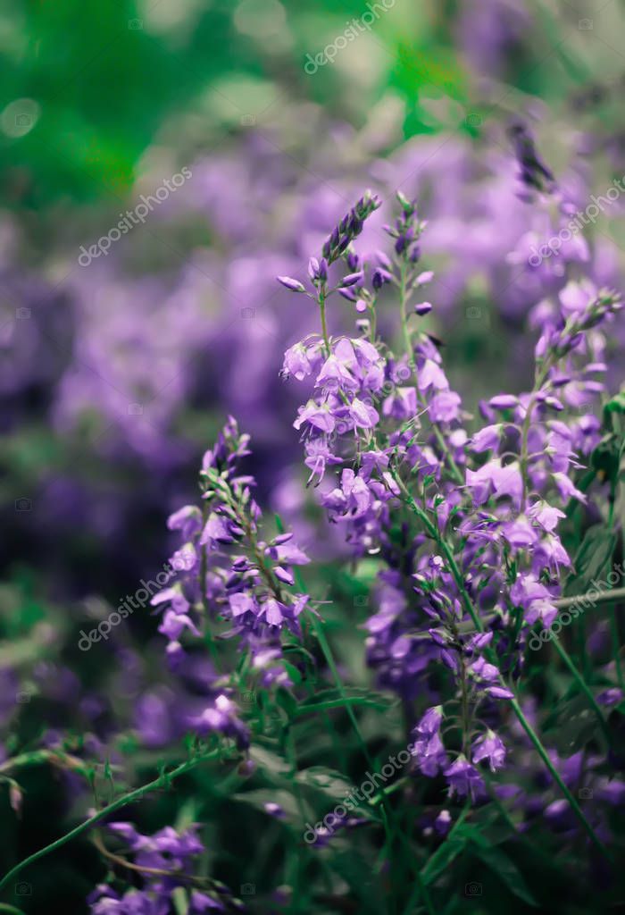 nightlyviolet