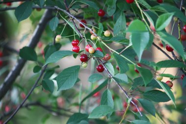 Açık havada kırmızı taze kirazlar kapanıyor.