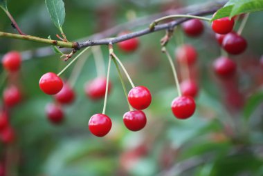 Açık havada kırmızı taze kirazlar kapanıyor.